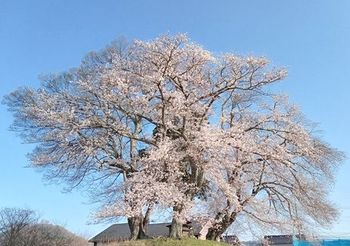 12873 桜202303-01.jpg