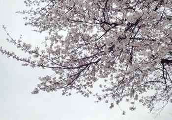 140 曇りの桜.jpg
