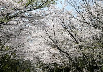 141 公園の桜2008.jpg