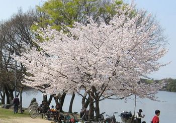 142公園の桜2008-2.jpg
