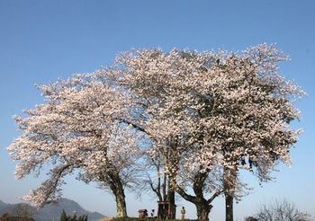 1662 桜満開2013-4.jpg