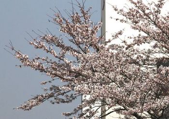 3472 桜201503-5.jpg