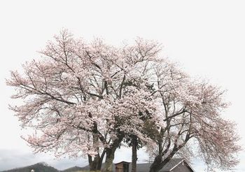 4623 桜201604-3.jpg