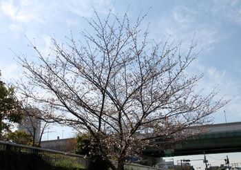 6986-1 桜201803-02.JPG